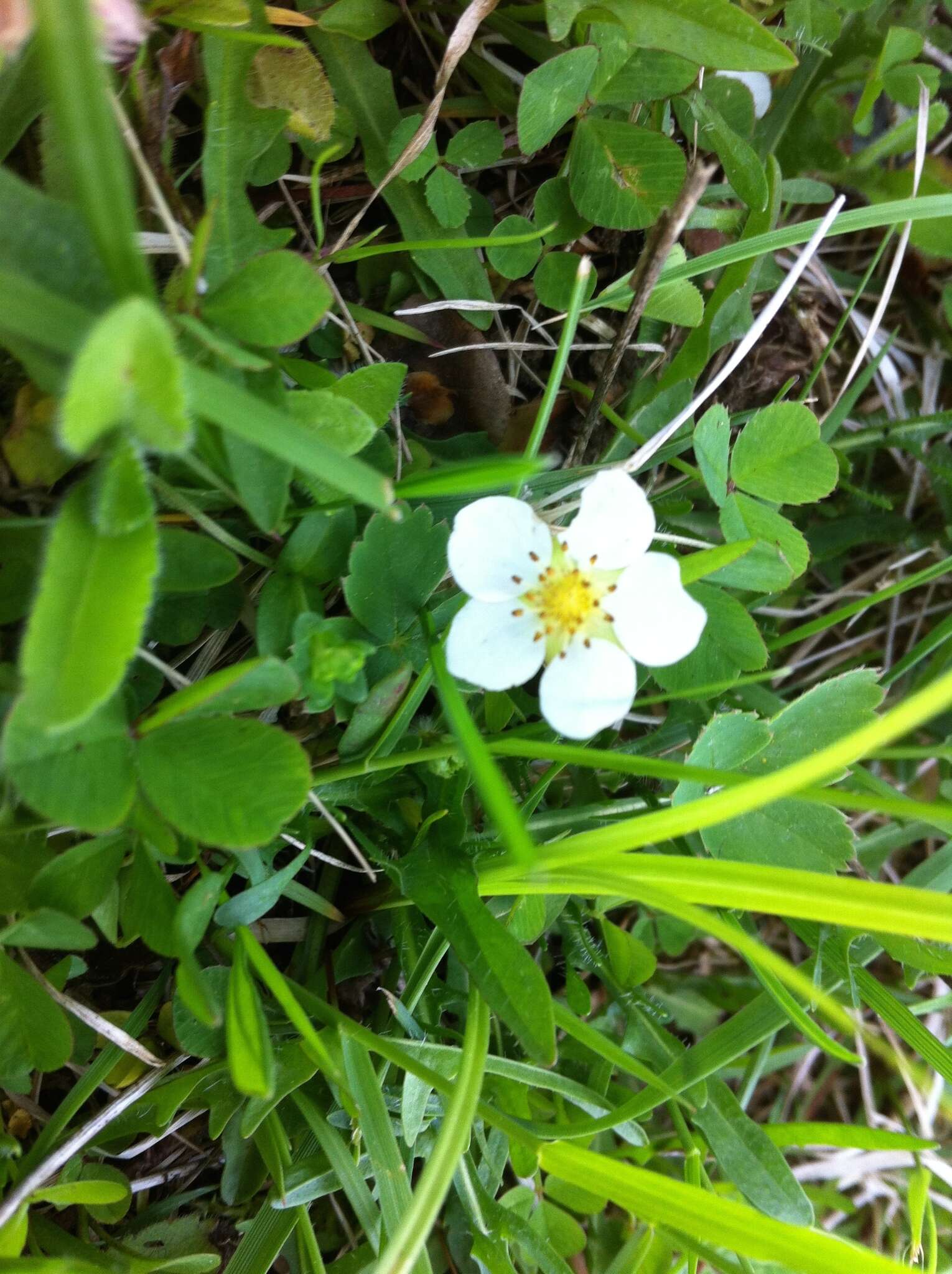 Image of Virginia strawberry