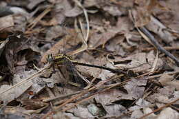 Image of Gomphurus septima (Westfall 1956)