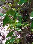 Image of Rinorea arborea (Thou.) Baill.