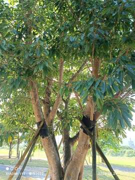 Image of Ficus caulocarpa Miq.