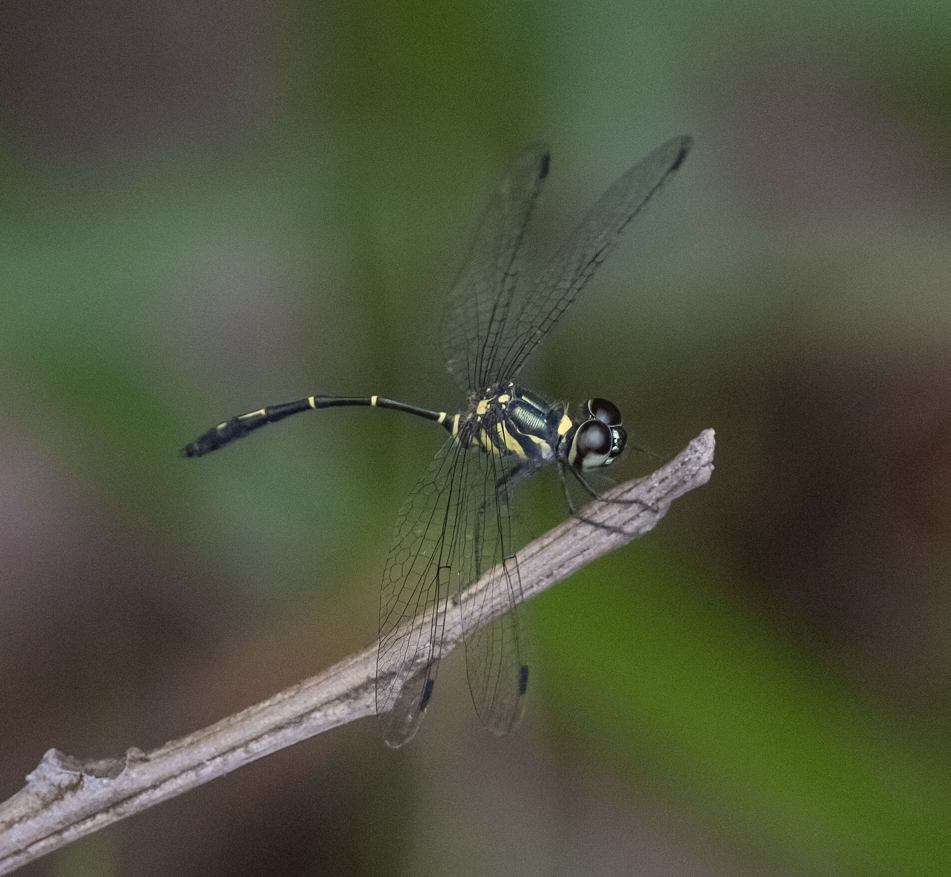 Risiophlebia dohrni (Krüger 1902) resmi