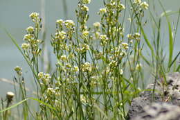 Image of rock draba