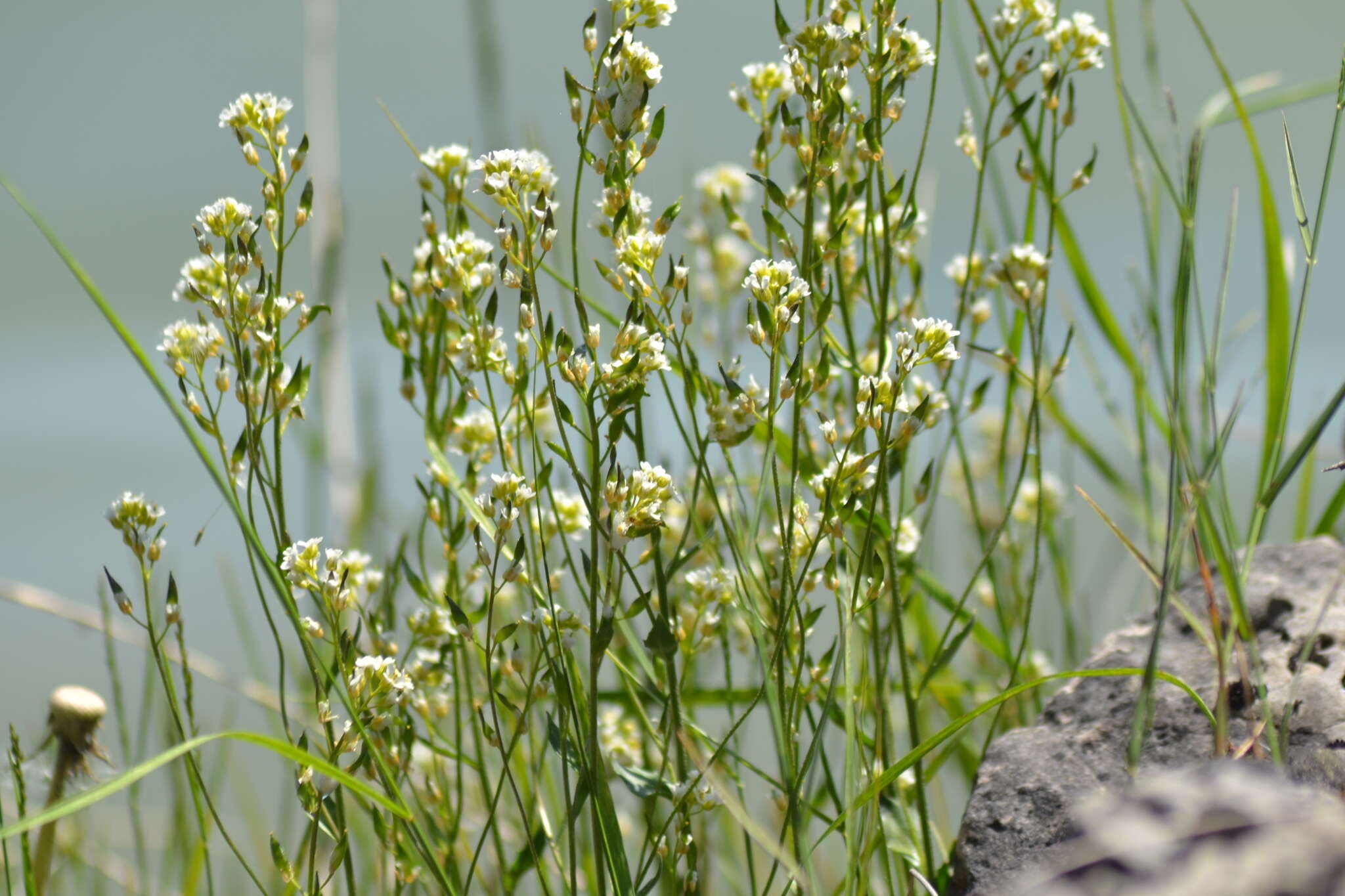 Image of rock draba