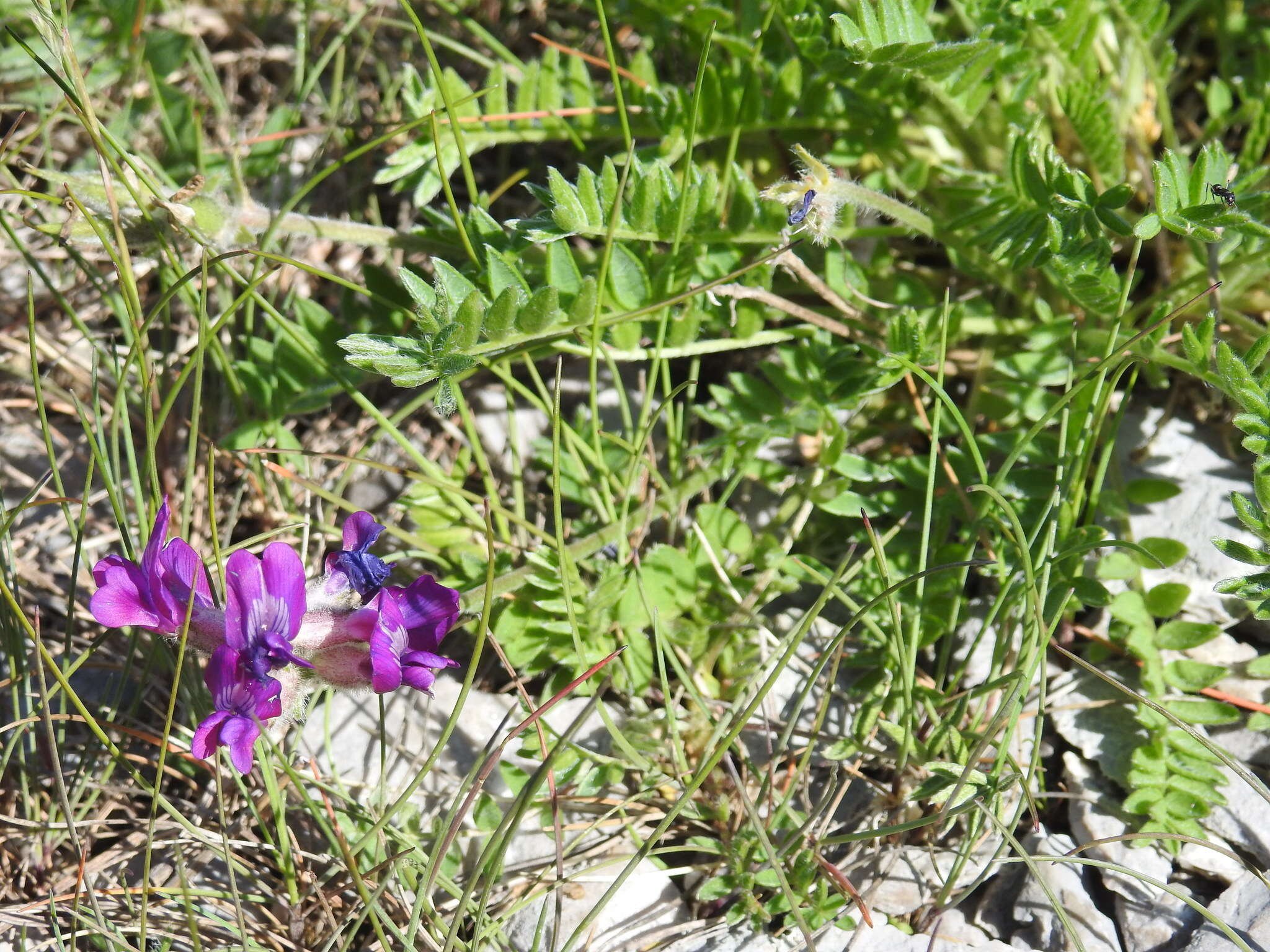 Слика од Oxytropis campestris var. johannensis Fernald