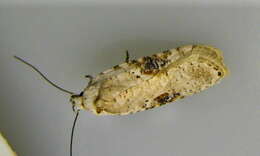 Image of Poison Hemlock Moth