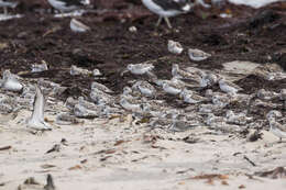 Imagem de Calidris minuta (Leisler 1812)