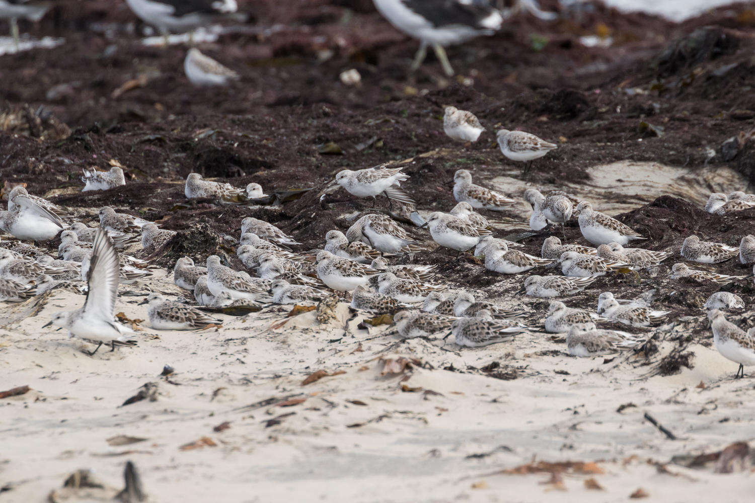 Image of Little Stint