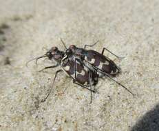 Image of Dune tiger beetle