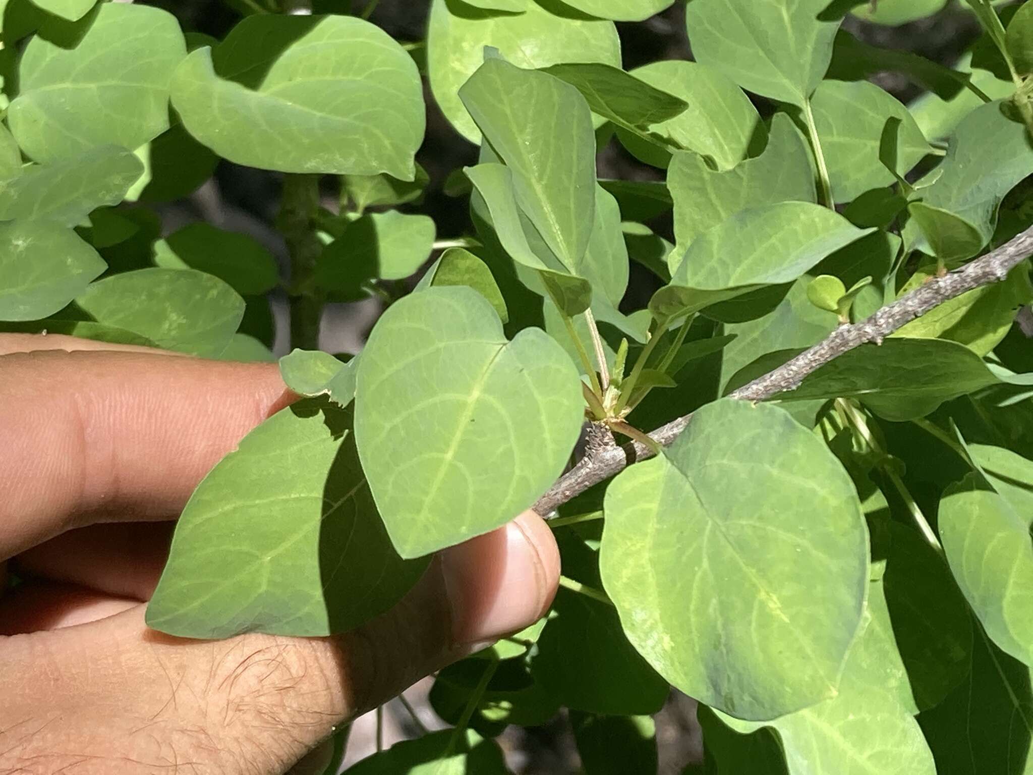 Image of Colubrina viridis (M. E. Jones) M. C. Johnst.