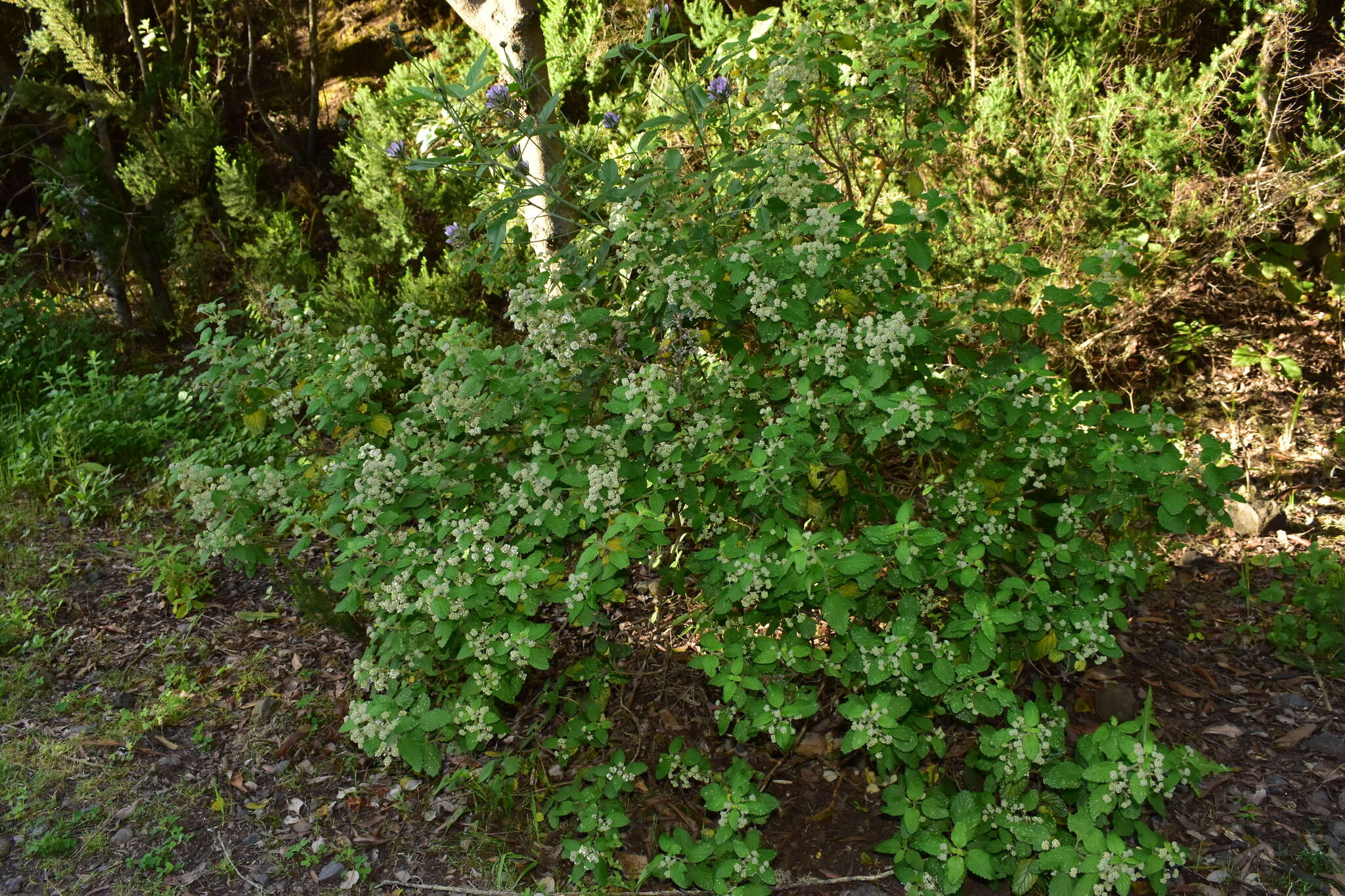 Image of Bystropogon canariensis (L.) L'Hér.