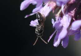 Imagem de Hylaeus hyalinatus Smith 1842