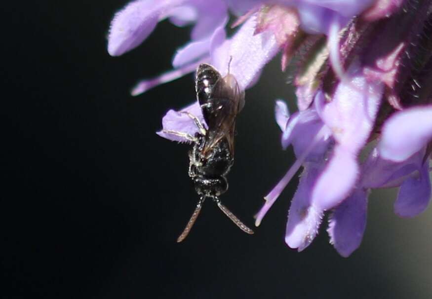 Imagem de Hylaeus hyalinatus Smith 1842