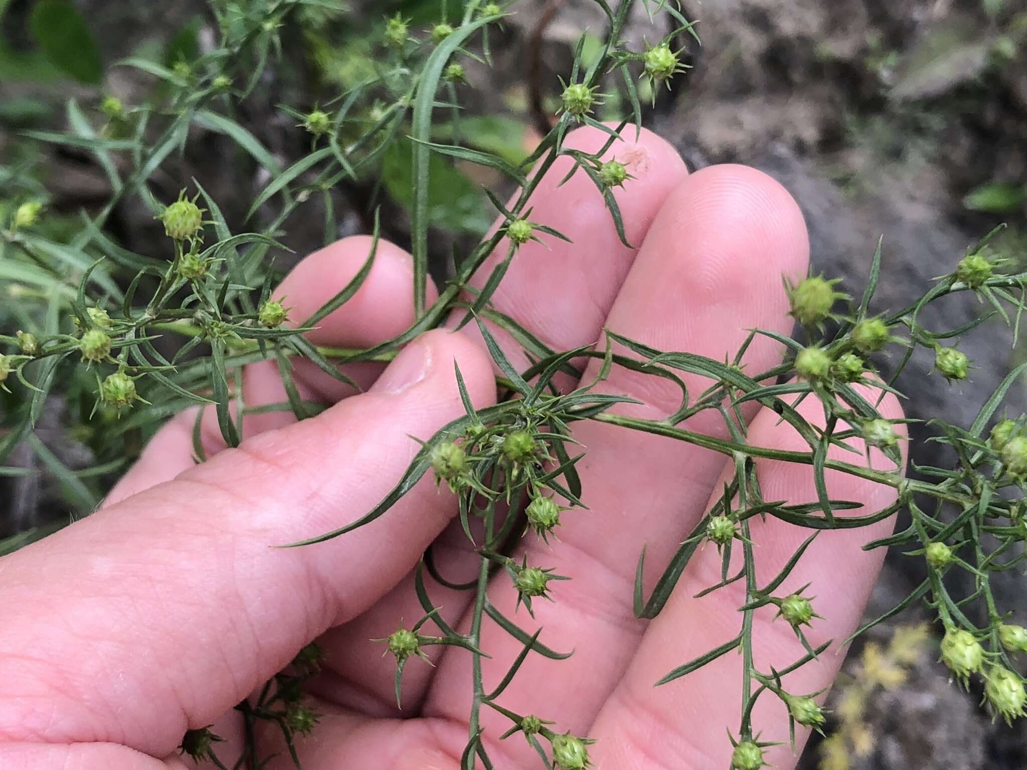 Image of Pringle's aster