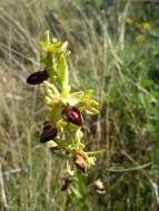 Image of Ophrys sphegodes subsp. sphegodes