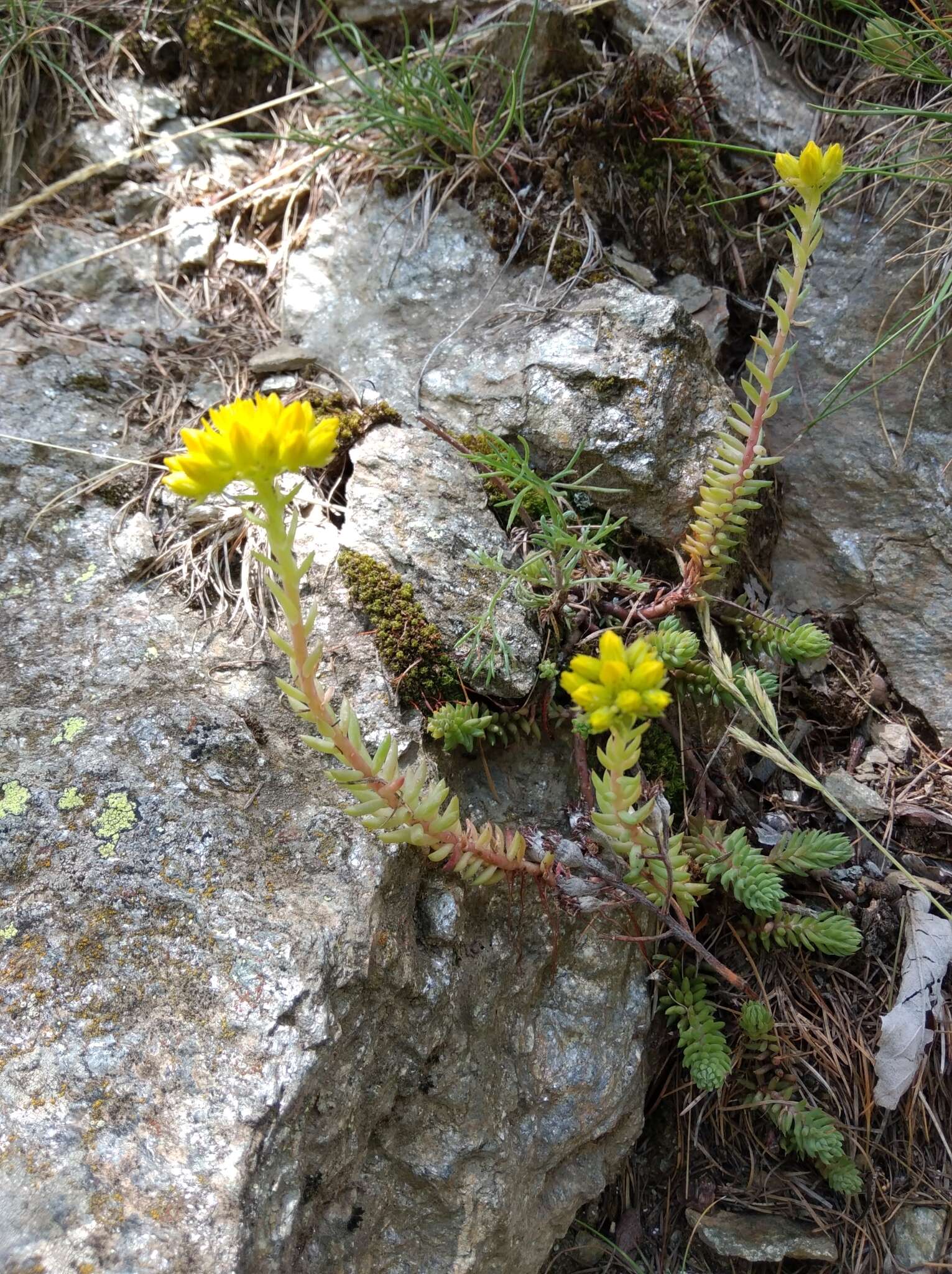 Image of Petrosedum montanum (Song. & Perr.) V. Grulich