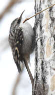 Image of Certhia americana montana Ridgway 1882