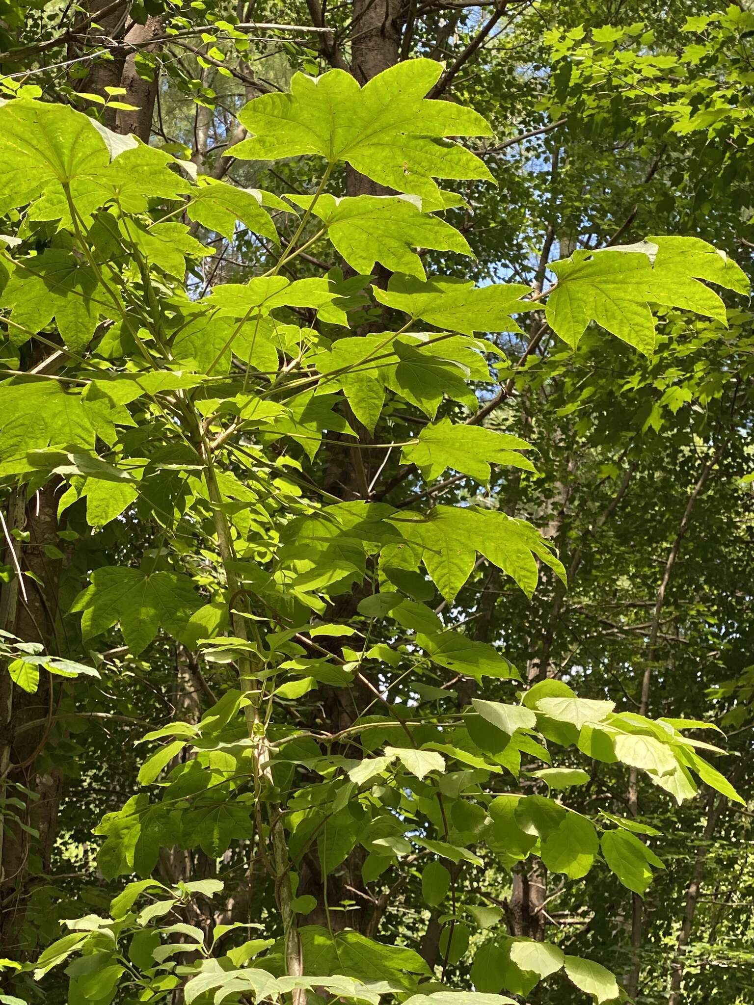 Image of castor aralia