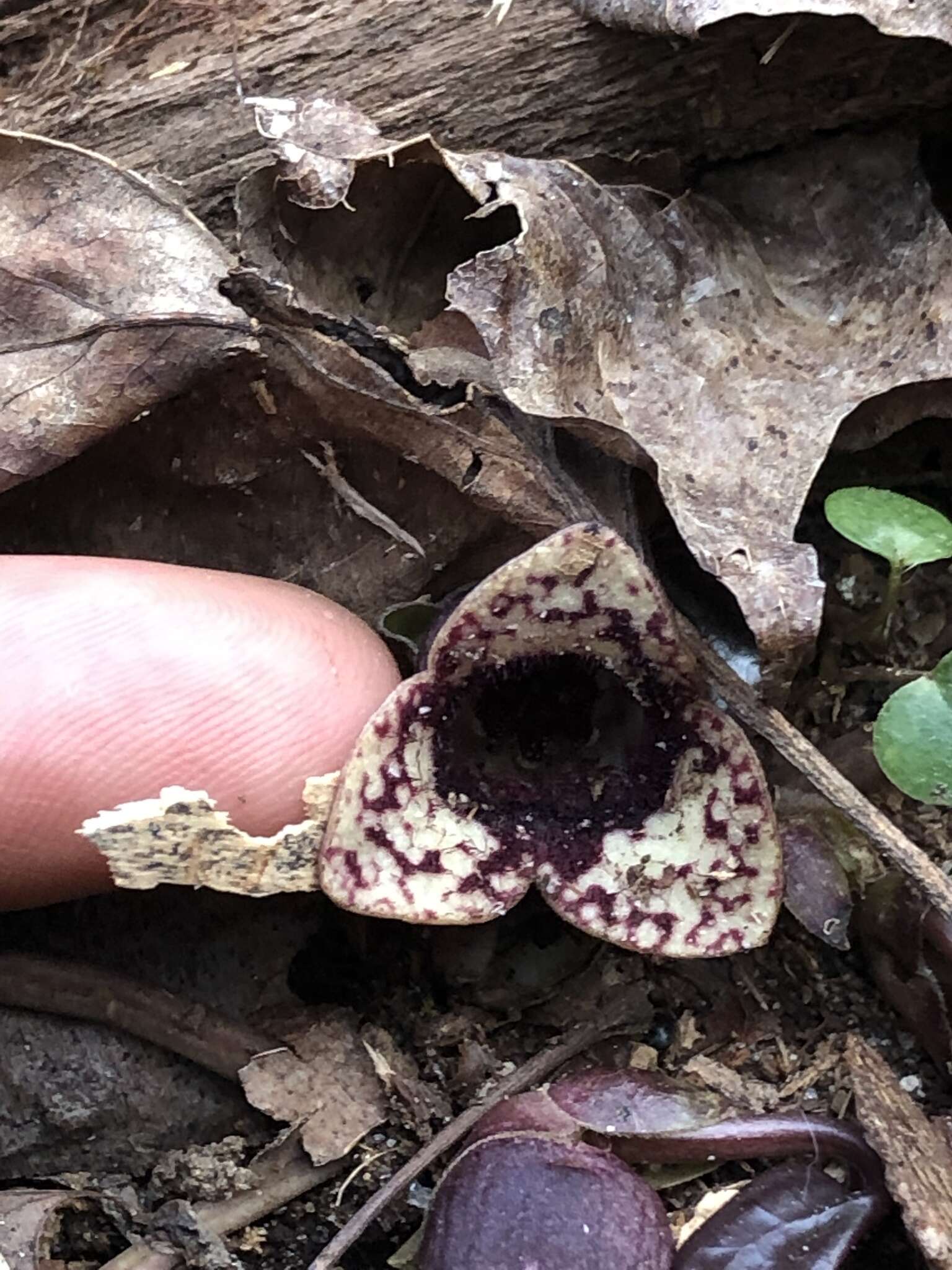 Image de Hexastylis heterophylla (Ashe) Small