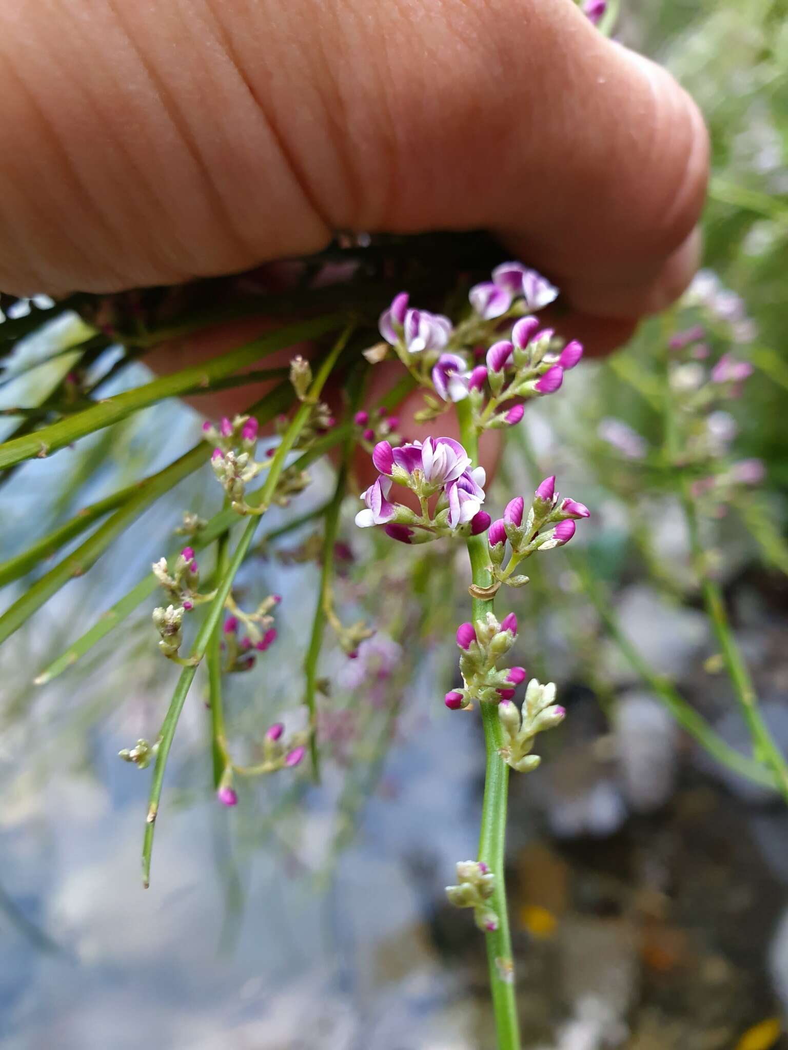 Image of Carmichaelia odorata Hook.