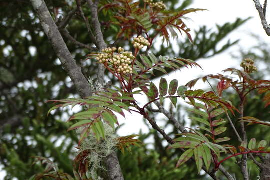 Image de Sorbus randaiensis (Hayata) Koidz.