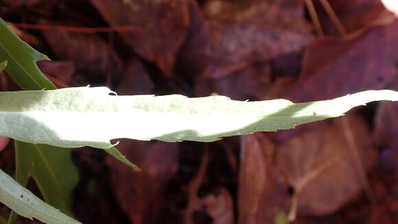 Image of Dendropanax dentiger (Harms) Merr.