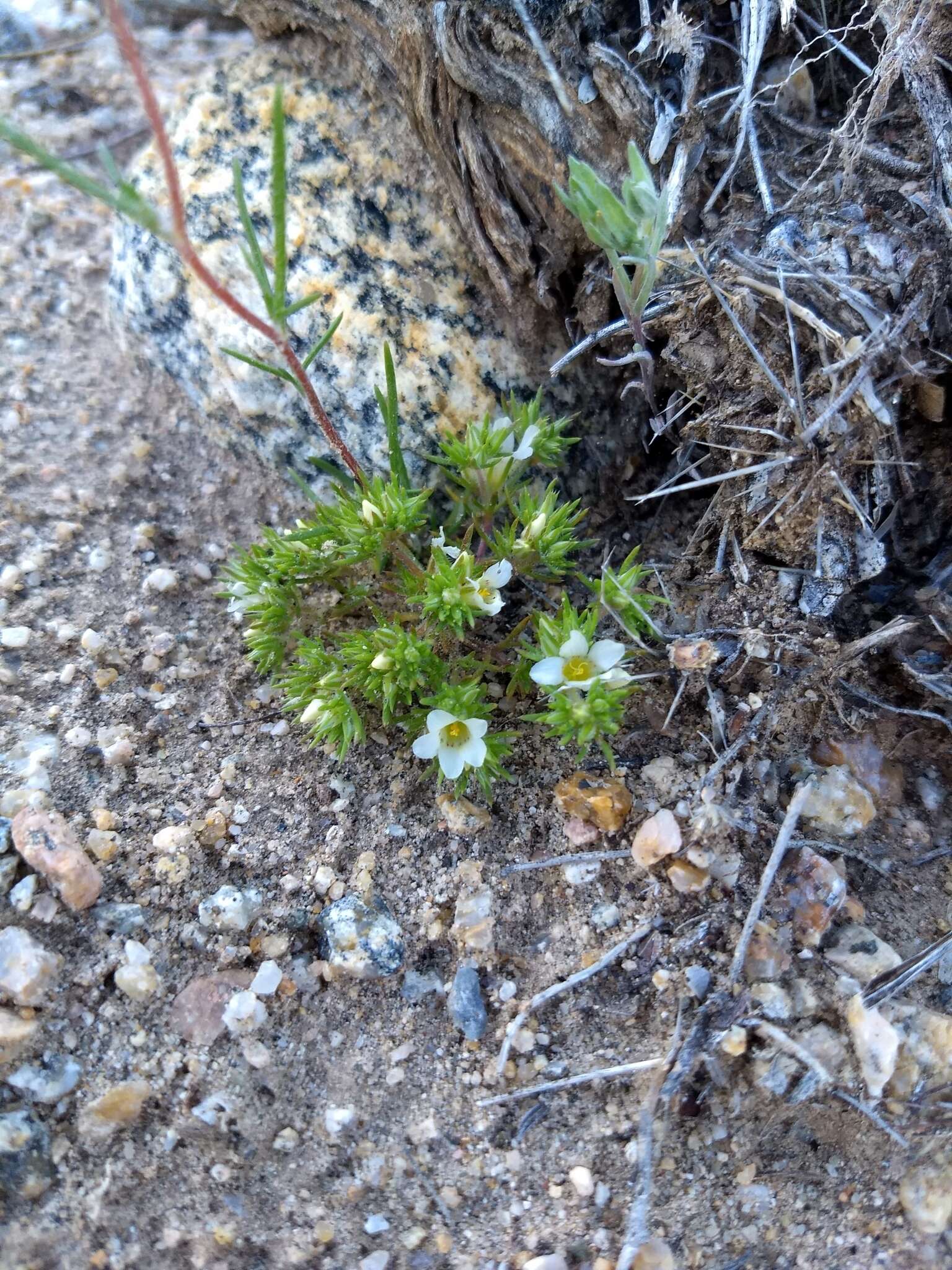 Image de Linanthus demissus (A. Gray) Greene