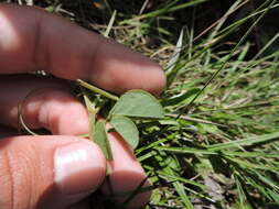 Imagem de Oxalis hedysarifolia Pohl ex Prog.