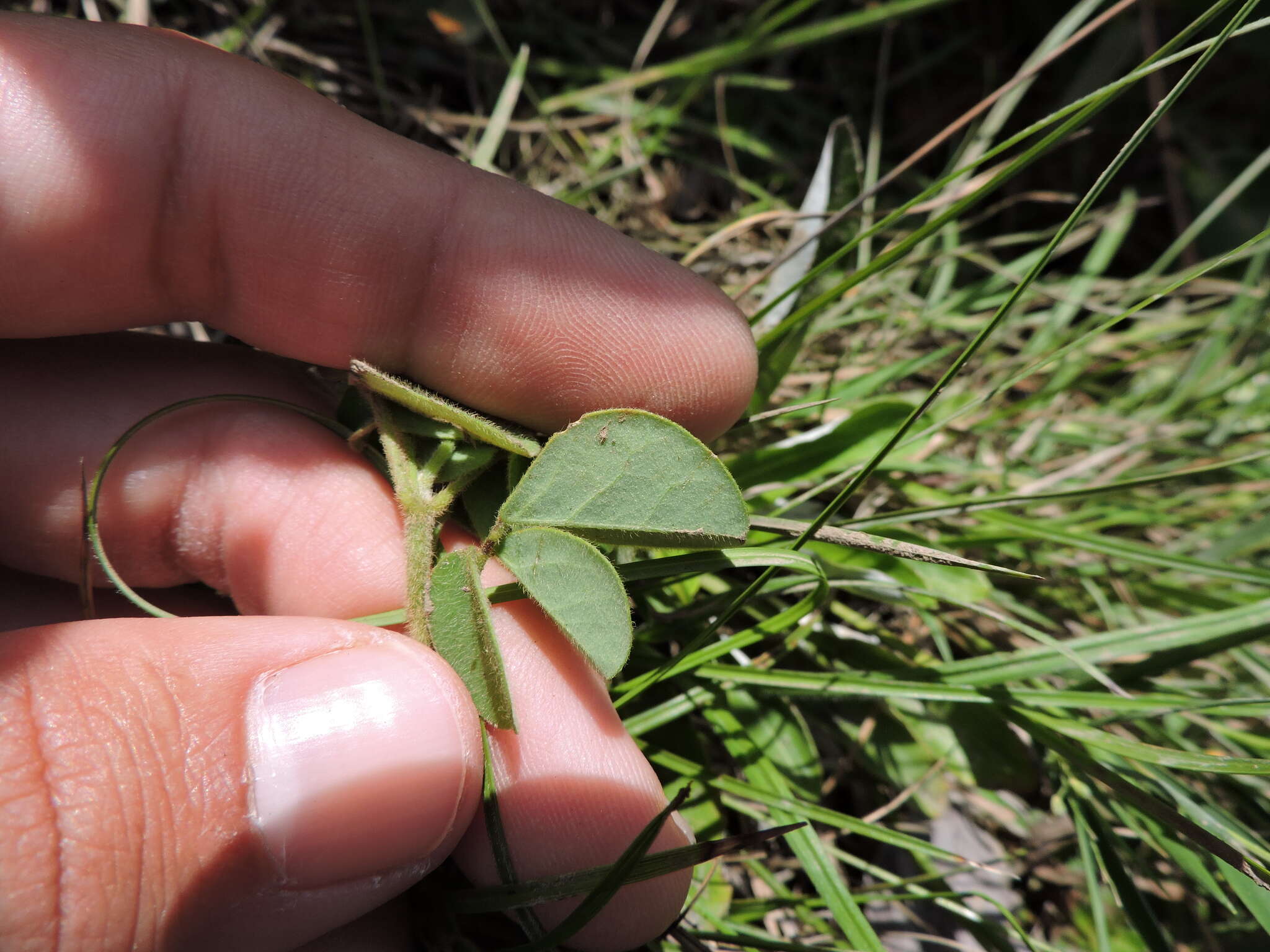 Imagem de Oxalis hedysarifolia Pohl ex Prog.