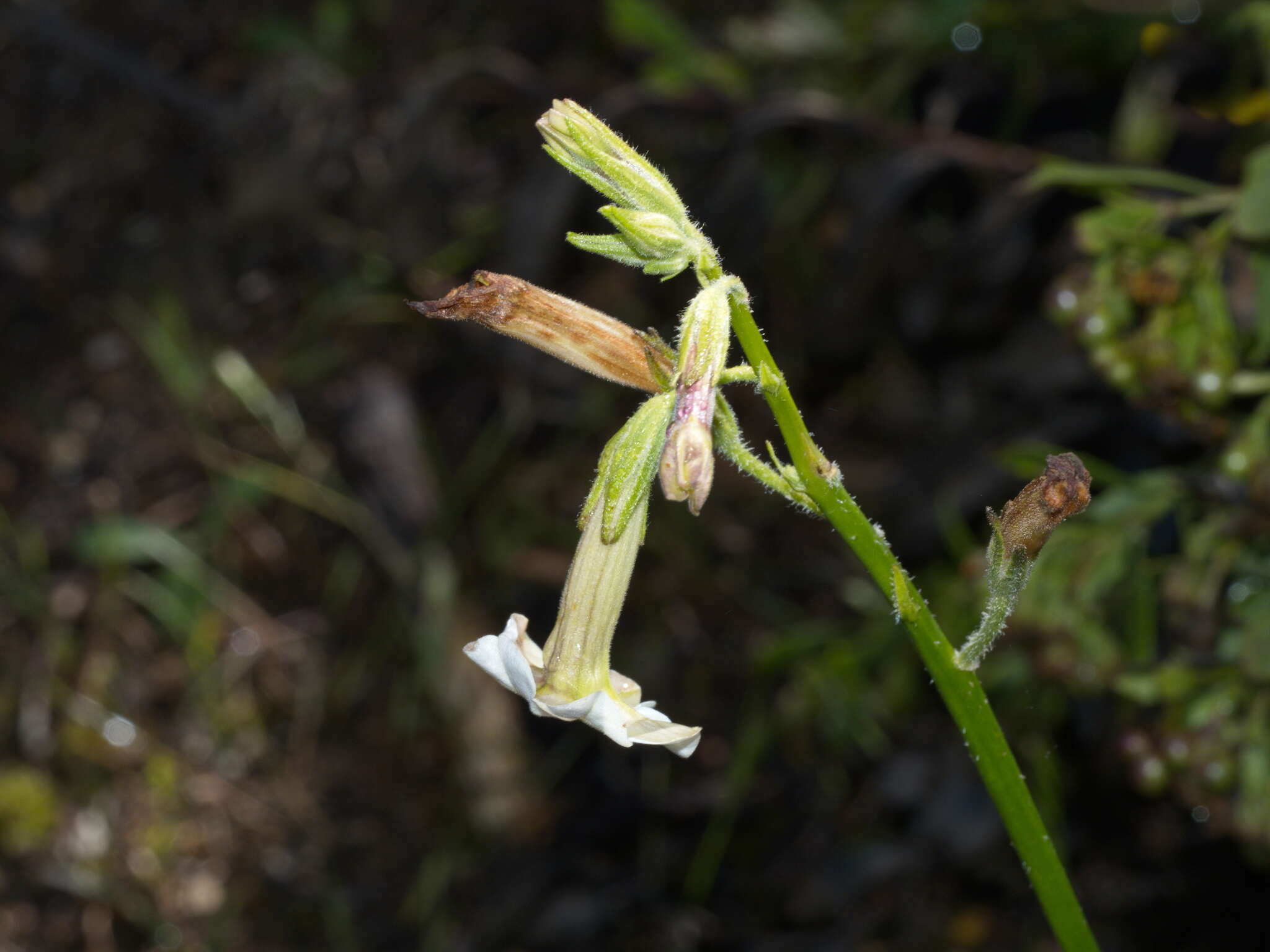 صورة Nicotiana suaveolens Lehm.