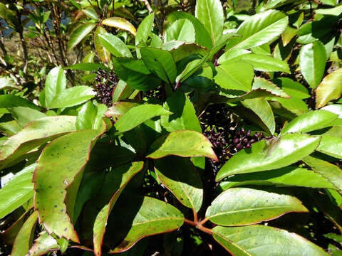 Image of shrub panax