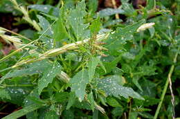 Atriplex nudicaulis Boguslaw的圖片