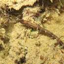 Image of Elegant pipefish