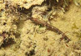 Image of Elegant pipefish