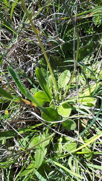 Image of Bellis sylvestris Cyr.