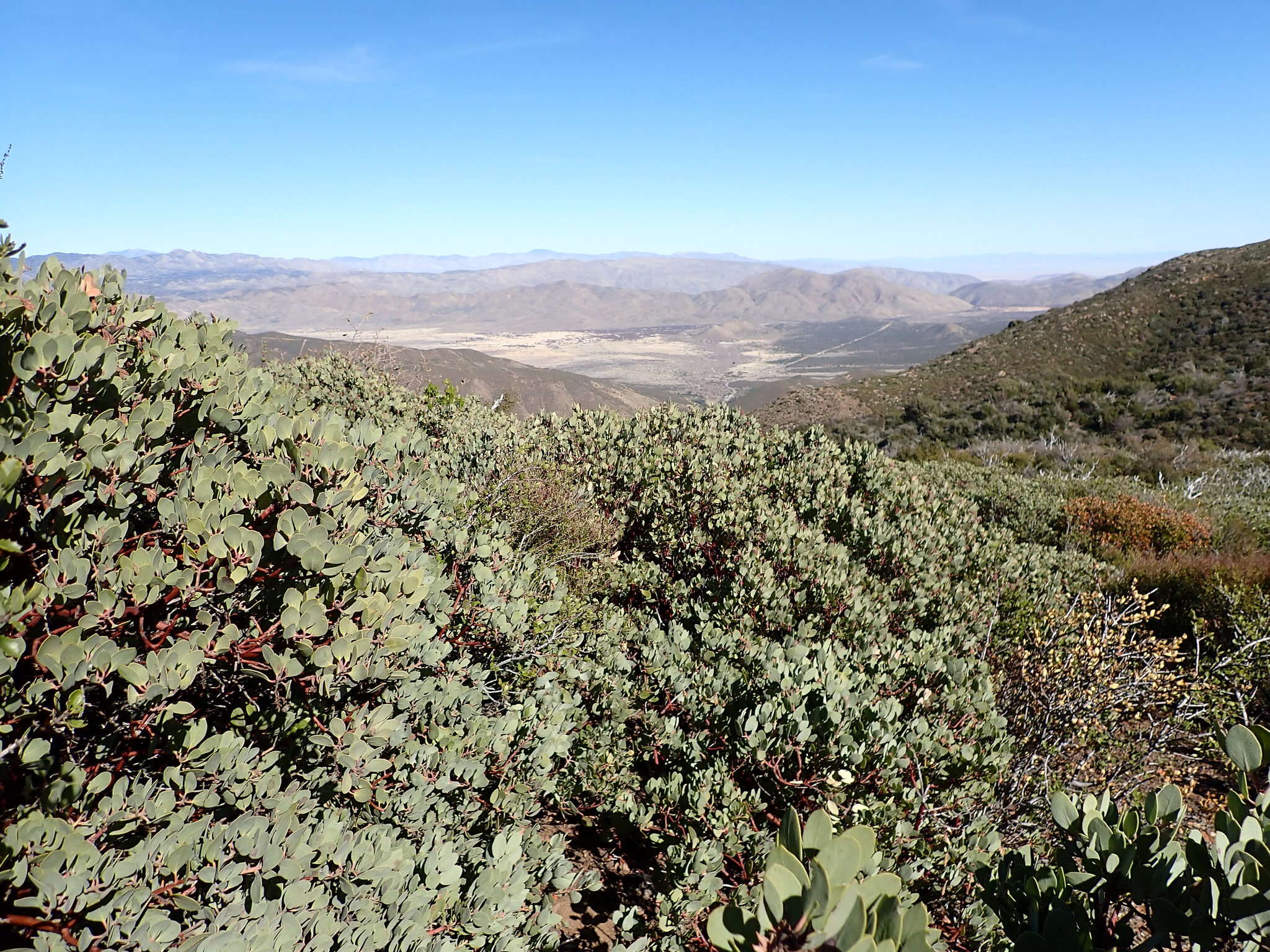 Image of Adams' manzanita