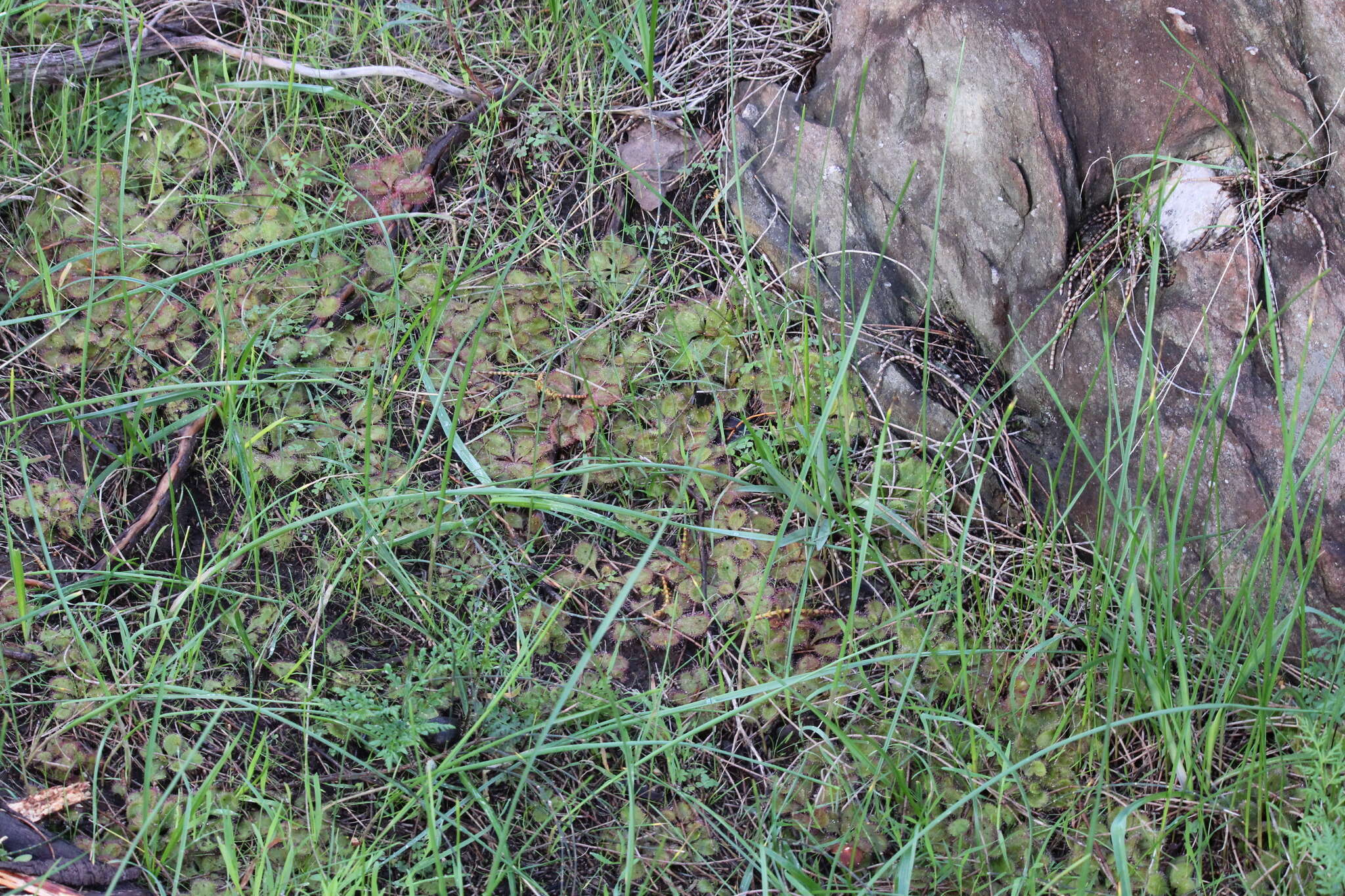 Image of Drosera praefolia Tepper