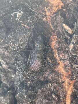 Слика од Calosoma (Calosoma) frigidum Kirby 1837