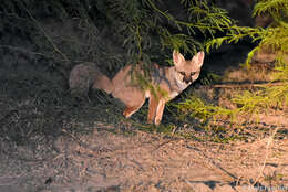 Image of Bengal Fox