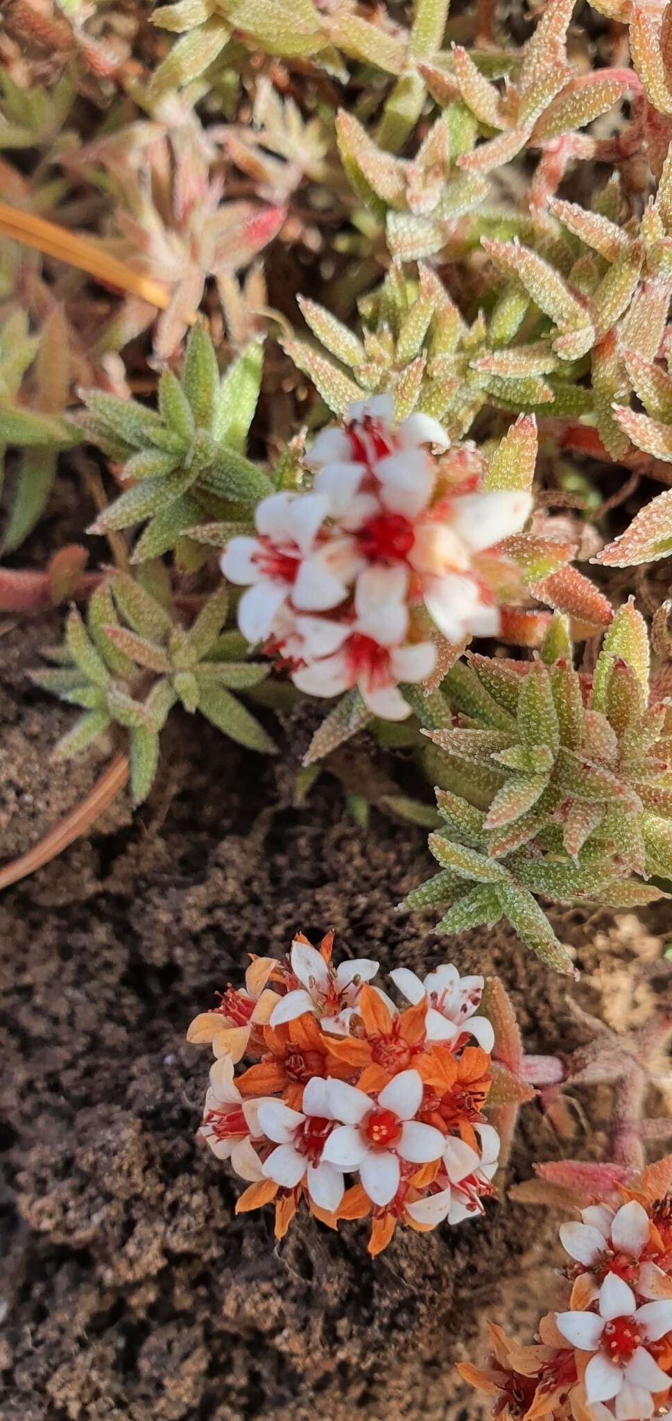 Image of Crassula pruinosa L.