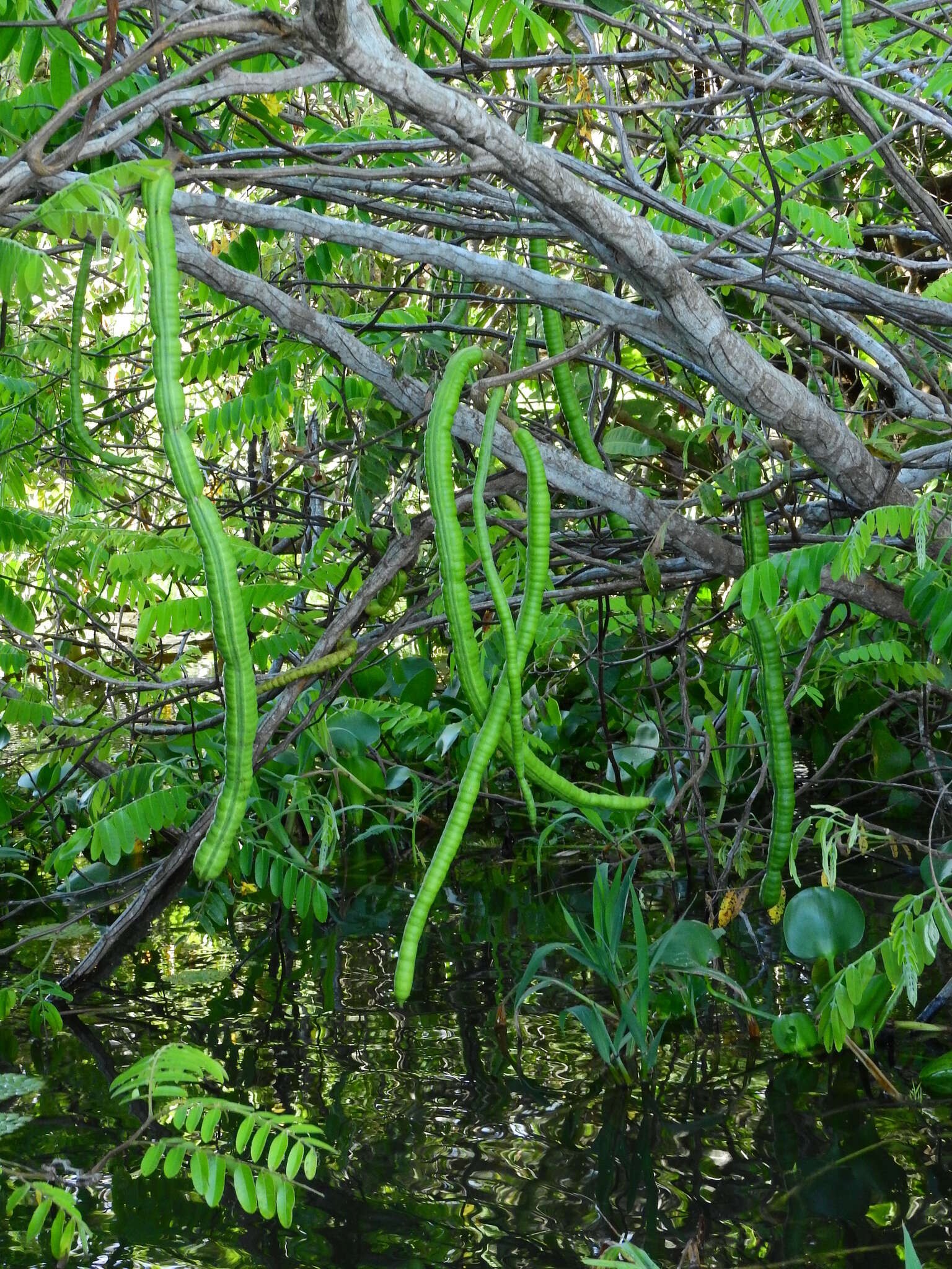 Image of Cassia leiandra Benth.