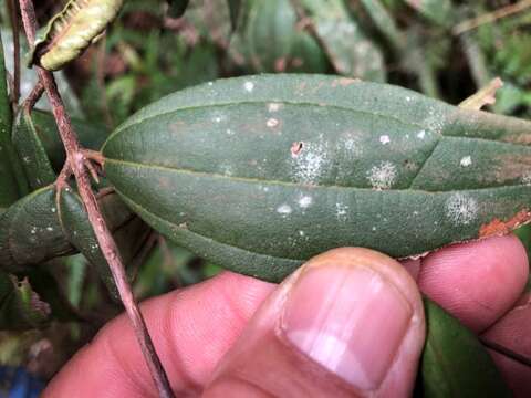 صورة Rhodamnia rubescens (Benth.) Miq.