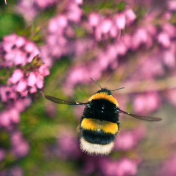 509.15387344.580x360