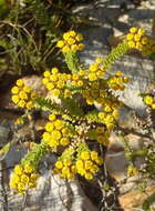 Image of Oedera squarrosa (L.) A. A. Anderberg & K. Bremer