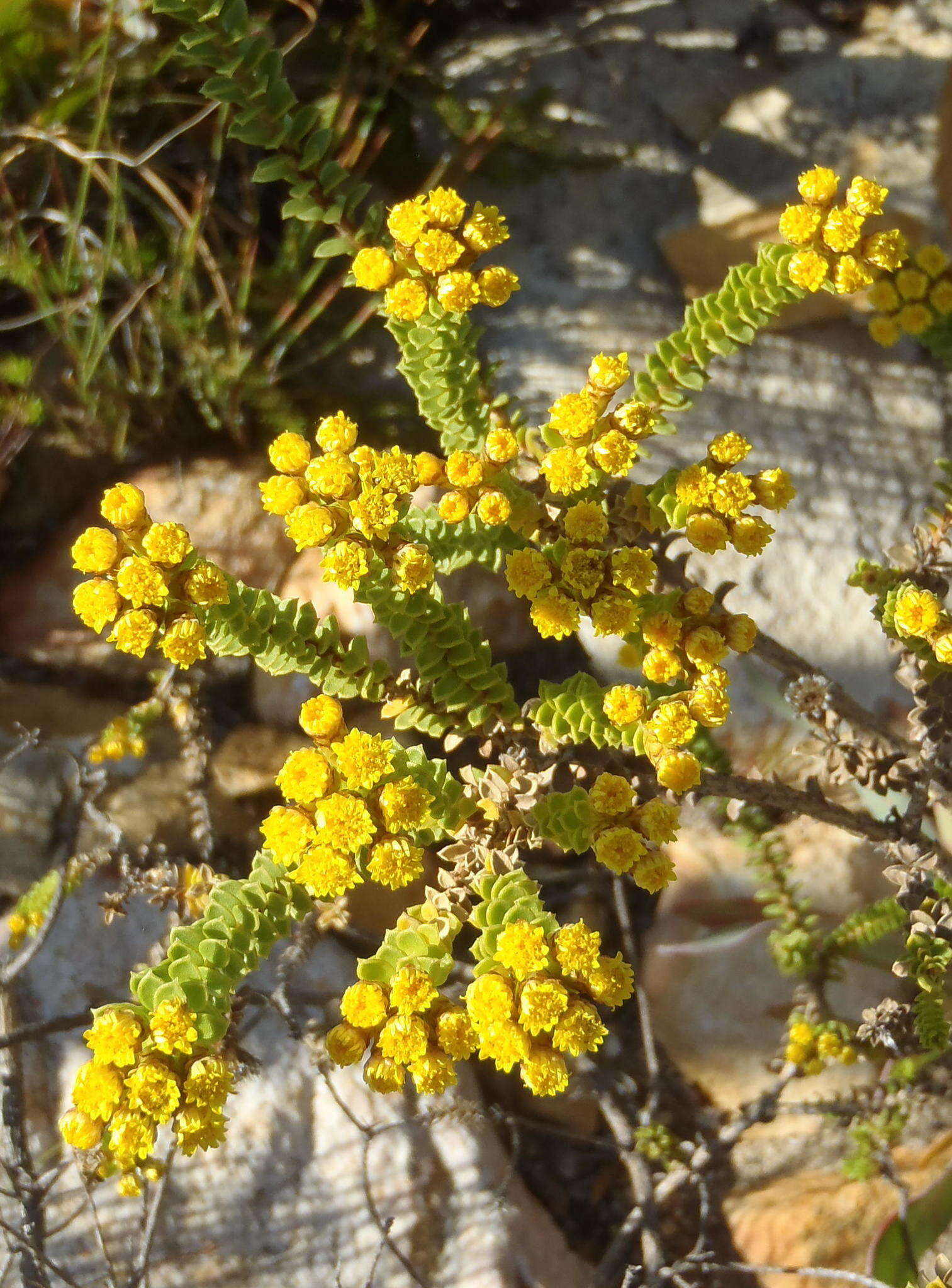 Plancia ëd Oedera squarrosa (L.) A. A. Anderberg & K. Bremer