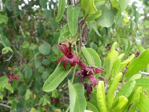 Passiflora cupraea L.的圖片