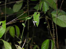 Image of <i>Pterophorus lacteipennis</i>