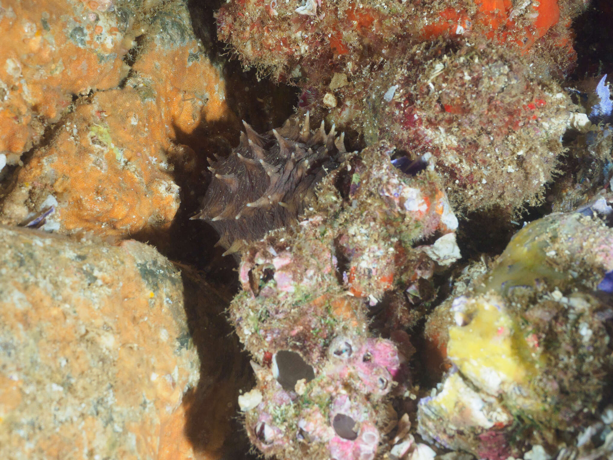 Image of Sand sifting sea cucumber