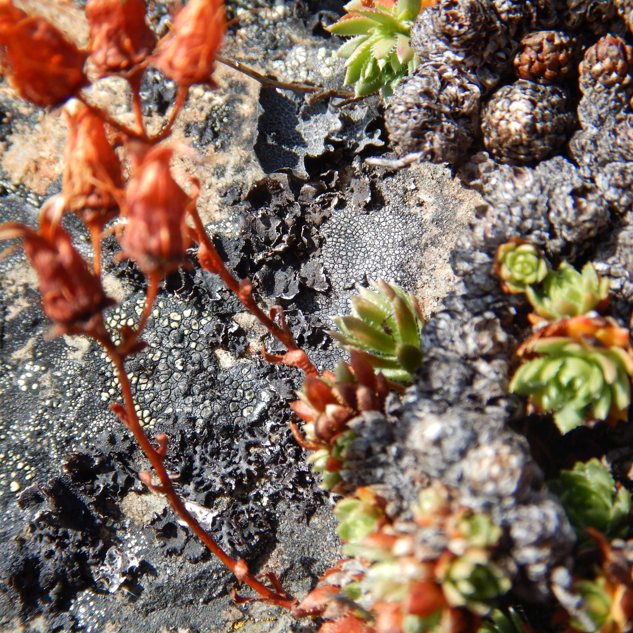 Image of Funston's Saxifrage