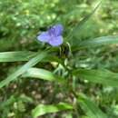 Image of zigzag spiderwort