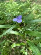 Image of zigzag spiderwort